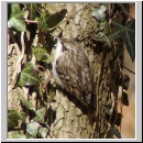 Certia brachydactyla - Gartenbaumlaefer - 02.jpg